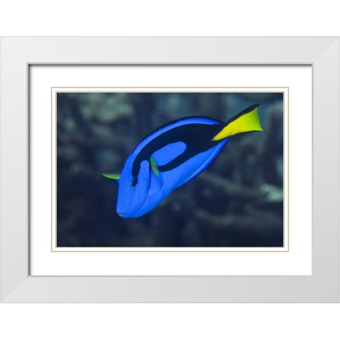 Indonesia, Raja Ampat Palette surgeonfish White Modern Wood Framed Art Print with Double Matting by Shimlock, Jones