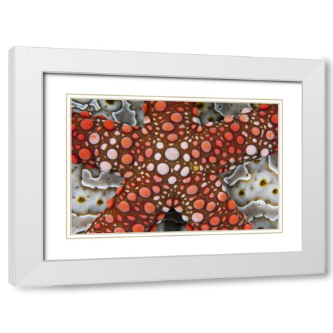 Indonesia Sea star over a sea cucumber White Modern Wood Framed Art Print with Double Matting by Shimlock, Jones