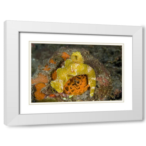 Indonesia A nudibranch with an imperial shrimp White Modern Wood Framed Art Print with Double Matting by Shimlock, Jones