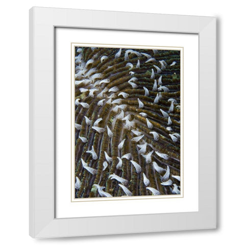 Indonesia, Raja Ampat Close-up of mushroom coral White Modern Wood Framed Art Print with Double Matting by Shimlock, Jones