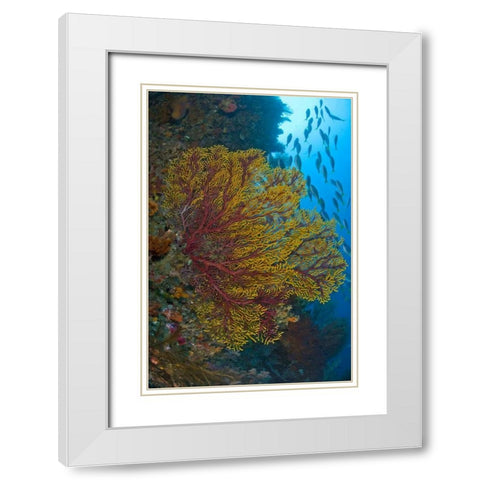 Sea fan or gorgonian coral, Raja Ampat, Indonesia White Modern Wood Framed Art Print with Double Matting by Shimlock, Jones