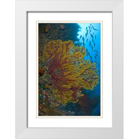 Sea fan or gorgonian coral, Raja Ampat, Indonesia White Modern Wood Framed Art Print with Double Matting by Shimlock, Jones