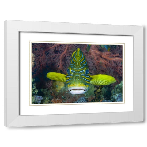Lined sweetlip fish amid coral, Indonesia White Modern Wood Framed Art Print with Double Matting by Shimlock, Jones