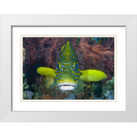 Lined sweetlip fish amid coral, Indonesia White Modern Wood Framed Art Print with Double Matting by Shimlock, Jones