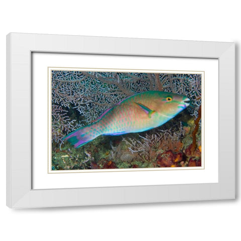 Indonesia, Raja Ampat Chameleon parrotfish White Modern Wood Framed Art Print with Double Matting by Shimlock, Jones