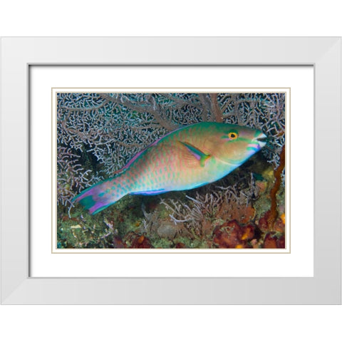 Indonesia, Raja Ampat Chameleon parrotfish White Modern Wood Framed Art Print with Double Matting by Shimlock, Jones