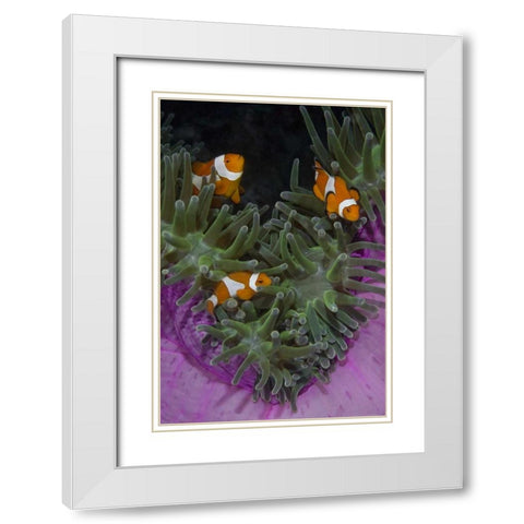 Indonesia Three clownfish swim among anemone White Modern Wood Framed Art Print with Double Matting by Shimlock, Jones