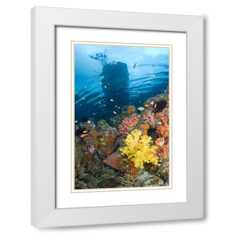 Indonesia, Misool, Boo Islands Reef scenic White Modern Wood Framed Art Print with Double Matting by Shimlock, Jones