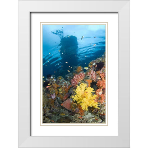 Indonesia, Misool, Boo Islands Reef scenic White Modern Wood Framed Art Print with Double Matting by Shimlock, Jones