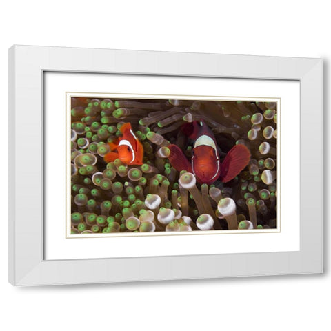 Two Clownfish among anemone tentacles, Indonesia White Modern Wood Framed Art Print with Double Matting by Shimlock, Jones
