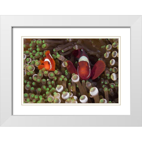 Two Clownfish among anemone tentacles, Indonesia White Modern Wood Framed Art Print with Double Matting by Shimlock, Jones