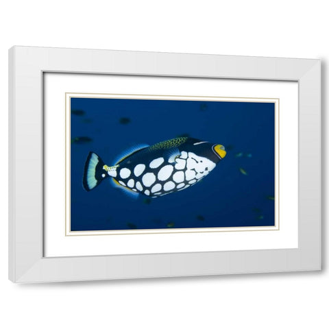 Indonesia, Raja Ampat Clown triggerfish White Modern Wood Framed Art Print with Double Matting by Shimlock, Jones