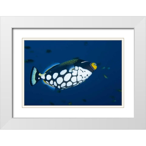 Indonesia, Raja Ampat Clown triggerfish White Modern Wood Framed Art Print with Double Matting by Shimlock, Jones