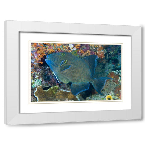 Indonesia Cleaner wrasse fish on coral reef White Modern Wood Framed Art Print with Double Matting by Shimlock, Jones