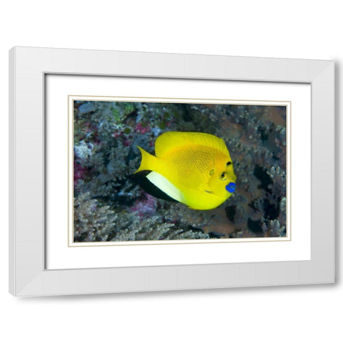 Indonesia Three spot angelfish swims amid coral White Modern Wood Framed Art Print with Double Matting by Shimlock, Jones