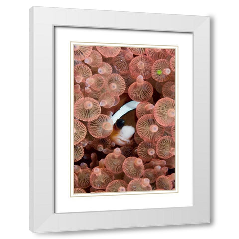 Indonesia A Clarks anemonefish peeking out White Modern Wood Framed Art Print with Double Matting by Shimlock, Jones