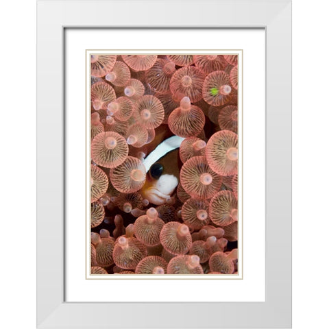 Indonesia A Clarks anemonefish peeking out White Modern Wood Framed Art Print with Double Matting by Shimlock, Jones