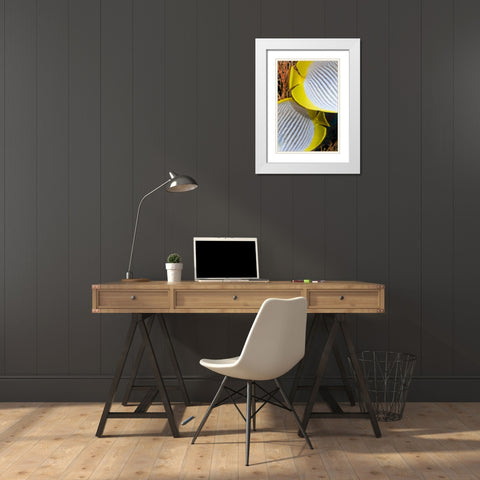 Indonesia The back halves of two butterflyfish White Modern Wood Framed Art Print with Double Matting by Shimlock, Jones