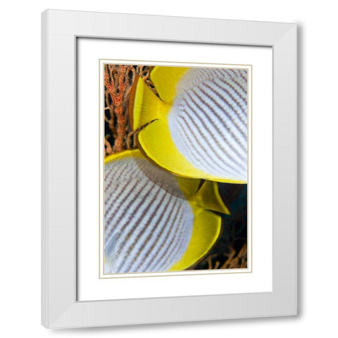 Indonesia The back halves of two butterflyfish White Modern Wood Framed Art Print with Double Matting by Shimlock, Jones