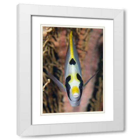 Indonesia, Raja Ampat Masked butterflyfish White Modern Wood Framed Art Print with Double Matting by Shimlock, Jones