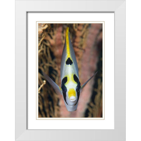 Indonesia, Raja Ampat Masked butterflyfish White Modern Wood Framed Art Print with Double Matting by Shimlock, Jones