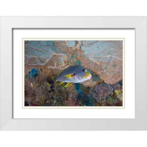 Indonesia Lined sweetlip fish and sea fan coral White Modern Wood Framed Art Print with Double Matting by Shimlock, Jones