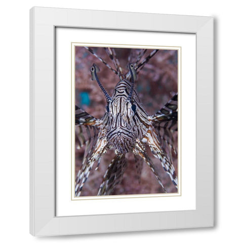 Poisonous Red lionfish, Raja Ampat, Indonesia White Modern Wood Framed Art Print with Double Matting by Shimlock, Jones
