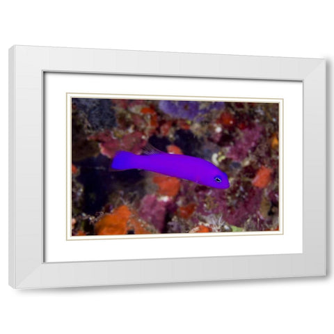Indonesia, Raja Ampat A magenta dottyback fish White Modern Wood Framed Art Print with Double Matting by Shimlock, Jones