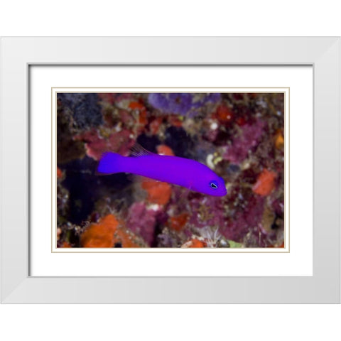 Indonesia, Raja Ampat A magenta dottyback fish White Modern Wood Framed Art Print with Double Matting by Shimlock, Jones
