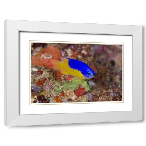 Indonesia Damselfish swims among coral reef White Modern Wood Framed Art Print with Double Matting by Shimlock, Jones