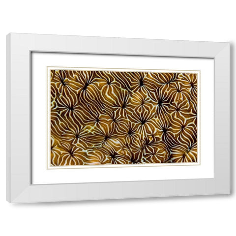Abstract of hard coral, Raja Ampat, Indonesia White Modern Wood Framed Art Print with Double Matting by Shimlock, Jones