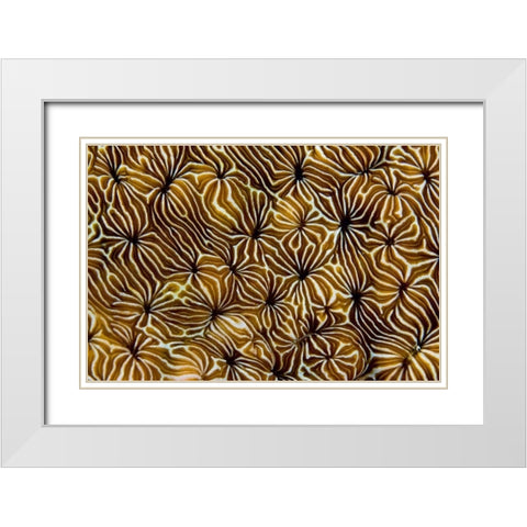 Abstract of hard coral, Raja Ampat, Indonesia White Modern Wood Framed Art Print with Double Matting by Shimlock, Jones