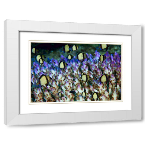 Indonesia Humbug fish in acropora coral colony White Modern Wood Framed Art Print with Double Matting by Shimlock, Jones