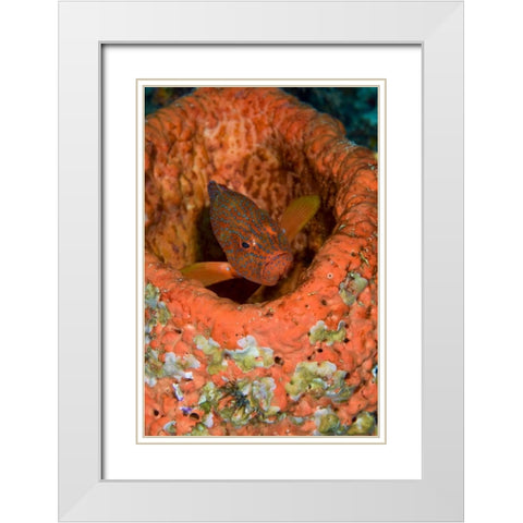 Indonesia, Raja Ampat Coral trout hides in coral White Modern Wood Framed Art Print with Double Matting by Shimlock, Jones