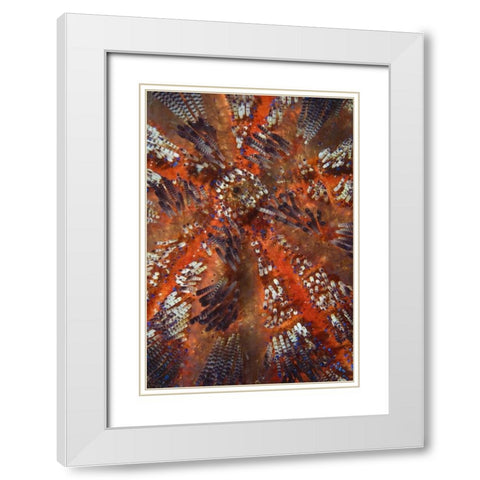 Indonesia, Raja Ampat Overview of sea urchin White Modern Wood Framed Art Print with Double Matting by Shimlock, Jones