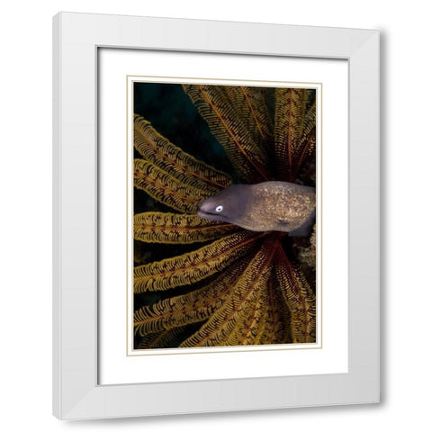 Indonesia A white-eye moray eel by coral White Modern Wood Framed Art Print with Double Matting by Shimlock, Jones