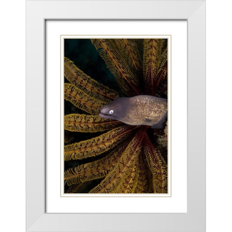 Indonesia A white-eye moray eel by coral White Modern Wood Framed Art Print with Double Matting by Shimlock, Jones