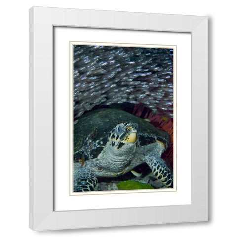 Indonesia Glassfish swim with a hawksbill turtle White Modern Wood Framed Art Print with Double Matting by Shimlock, Jones