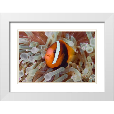 Anemonefish among poisonous tentacles, Indonesia White Modern Wood Framed Art Print with Double Matting by Shimlock, Jones