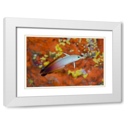 Indonesia, Raja Ampat A fire goby and coral White Modern Wood Framed Art Print with Double Matting by Shimlock, Jones