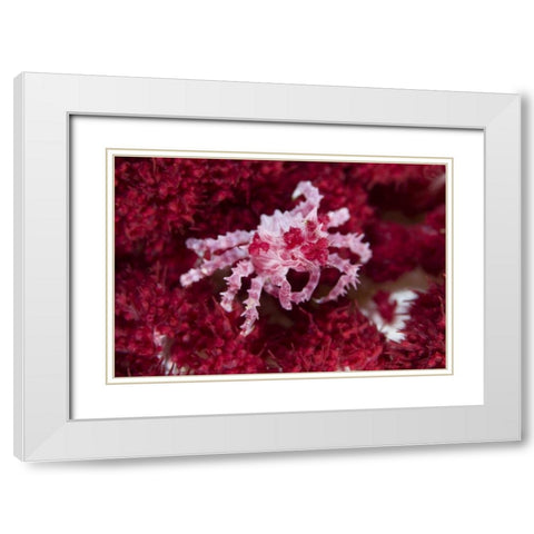 Indonesia Decorator crab on oft corals White Modern Wood Framed Art Print with Double Matting by Shimlock, Jones