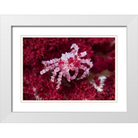 Indonesia Decorator crab on oft corals White Modern Wood Framed Art Print with Double Matting by Shimlock, Jones