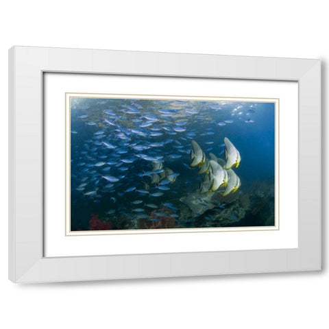Indonesia Schooling fish in the Dampier Strait White Modern Wood Framed Art Print with Double Matting by Shimlock, Jones