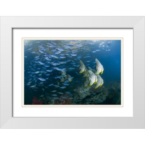Indonesia Schooling fish in the Dampier Strait White Modern Wood Framed Art Print with Double Matting by Shimlock, Jones