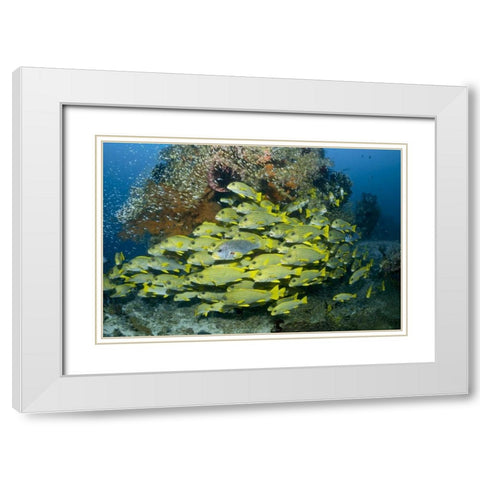 Indonesia Sweetlip fish swim past coral reef White Modern Wood Framed Art Print with Double Matting by Shimlock, Jones