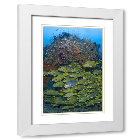Ribboned sweetlips swimming past coral, Indonesia White Modern Wood Framed Art Print with Double Matting by Shimlock, Jones
