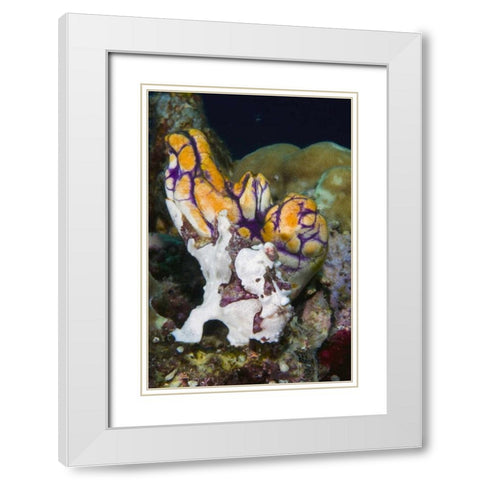 Indonesia Frogfish mimics a sea squirt White Modern Wood Framed Art Print with Double Matting by Shimlock, Jones