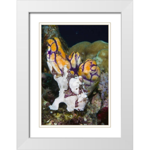 Indonesia Frogfish mimics a sea squirt White Modern Wood Framed Art Print with Double Matting by Shimlock, Jones