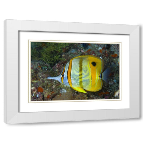 Indonesia, Raja Ampat Side view Butterflyfish White Modern Wood Framed Art Print with Double Matting by Shimlock, Jones