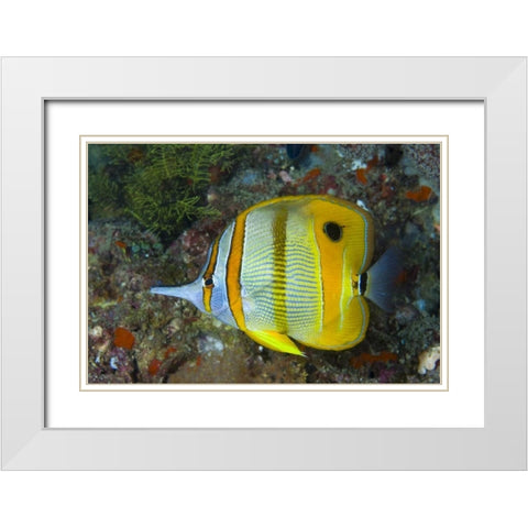 Indonesia, Raja Ampat Side view Butterflyfish White Modern Wood Framed Art Print with Double Matting by Shimlock, Jones